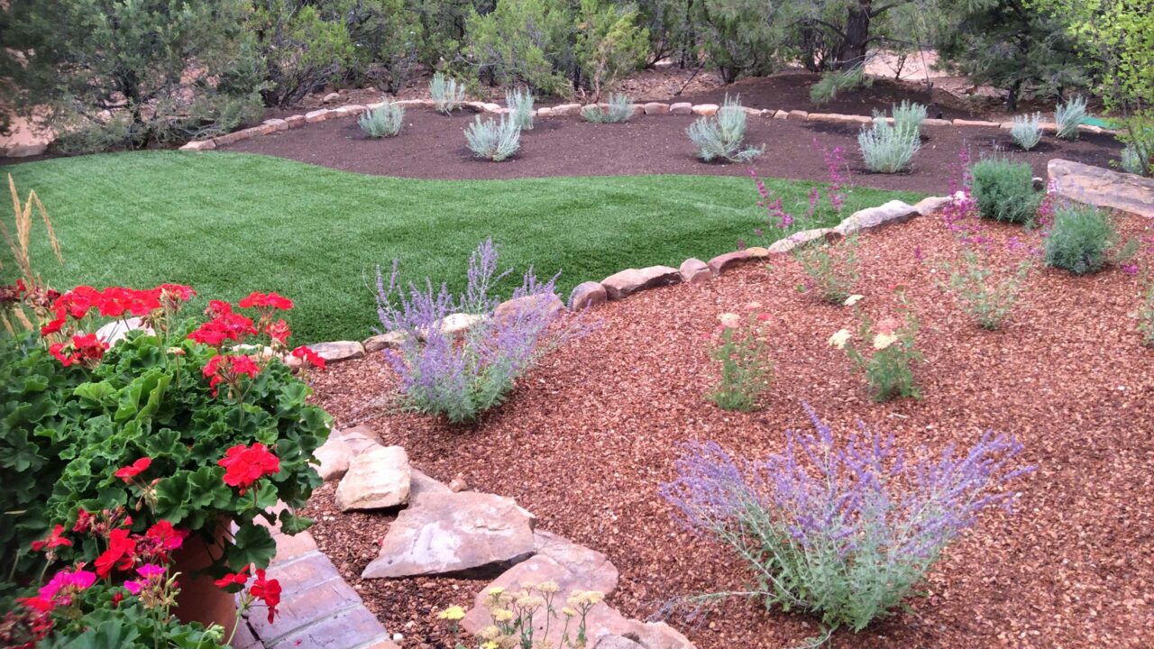 Native Plants for Albuquerque Landscapes: A Guide to Sustainable Gardening