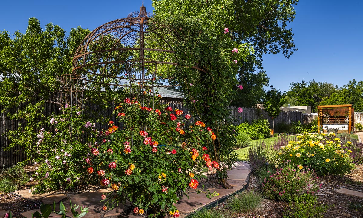 Albuquerque Landscape Design Rose Garden Pergola